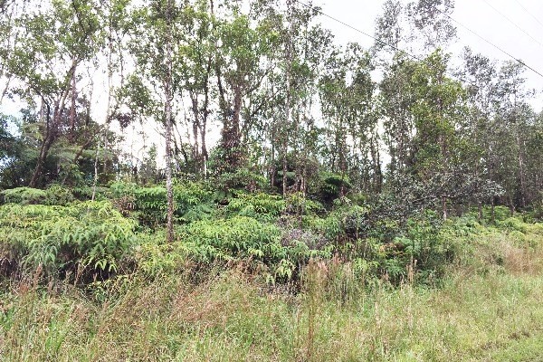 5 Kaleponi Road Mountain View, HI 96771 - Photo 13 of 14 a view of a lush green forest
