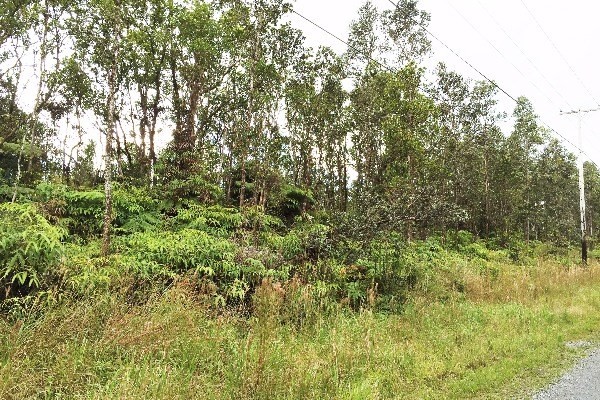 5 Kaleponi Road Mountain View, HI 96771 - Photo 2 of 14 a view of a yard with a tree