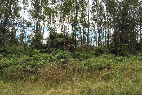 5 Kaleponi Road Mountain View, HI 96771 - Photo 7 of 14 a view of a forest with trees in the background