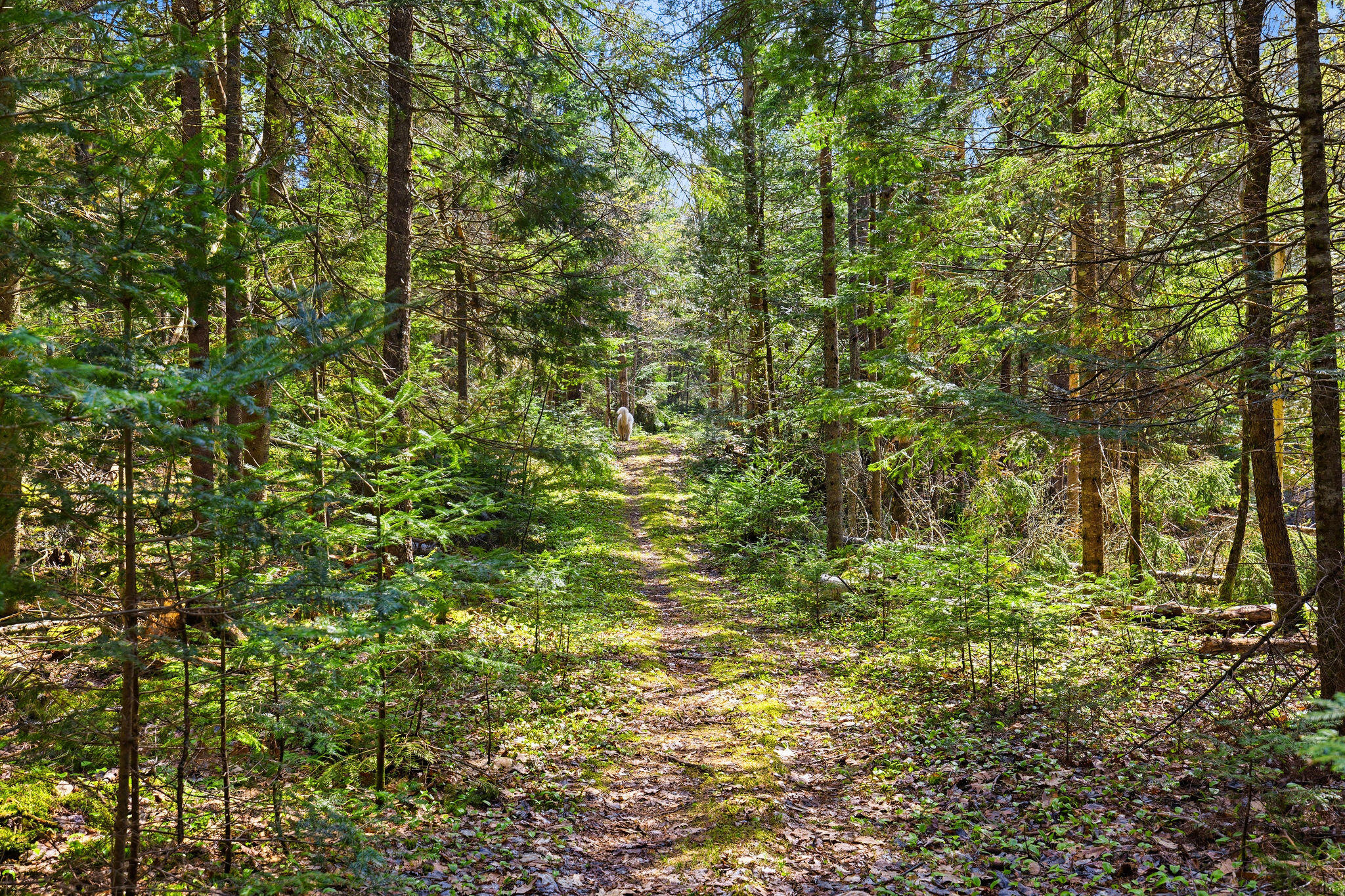 1147 Forestdale Road Au Sable Forks, NY 12912 - Photo 45 of 48 INT-TRIPOD-032