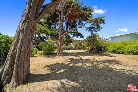 a view of a yard with plants and trees