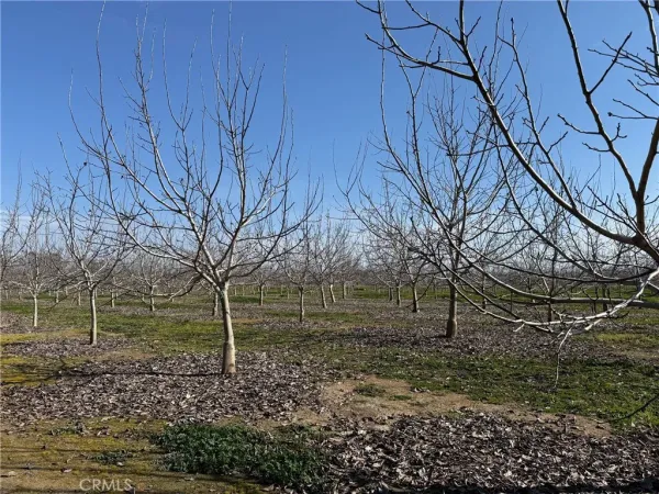 a view of yard with green space