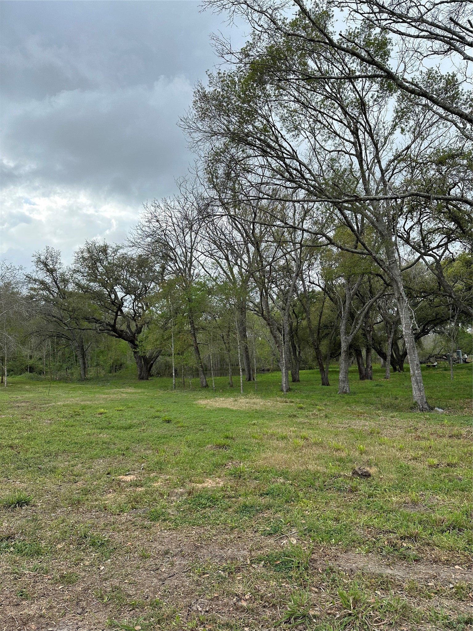 0 County Road 567 Rosharon, TX 77583 - Photo 5 of 12 a view of a field with a tree