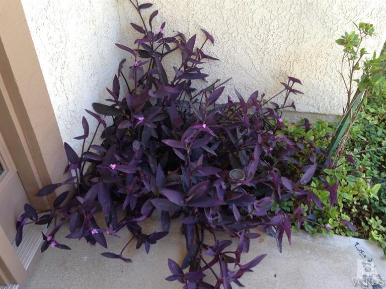 725 Congressional Road Simi Valley, CA 93065 - Photo 3 of 18 a view of a flower