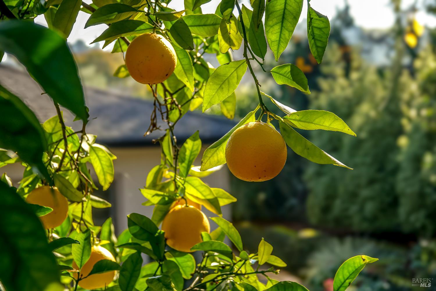 829 Las Pavadas Avenue San Rafael, CA 94903 - Photo 33 of 55 A legacy orange tree bears fruit all year around...