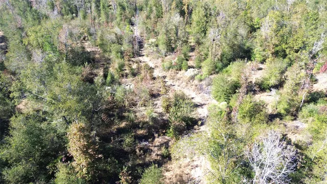 a view of a forest with a tree