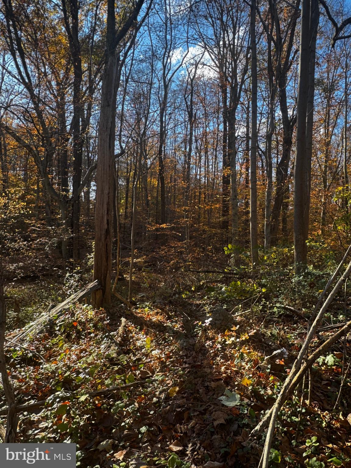749 Gilbert Road Aberdeen, MD 21001 - Photo 2 of 8 a view of a forest