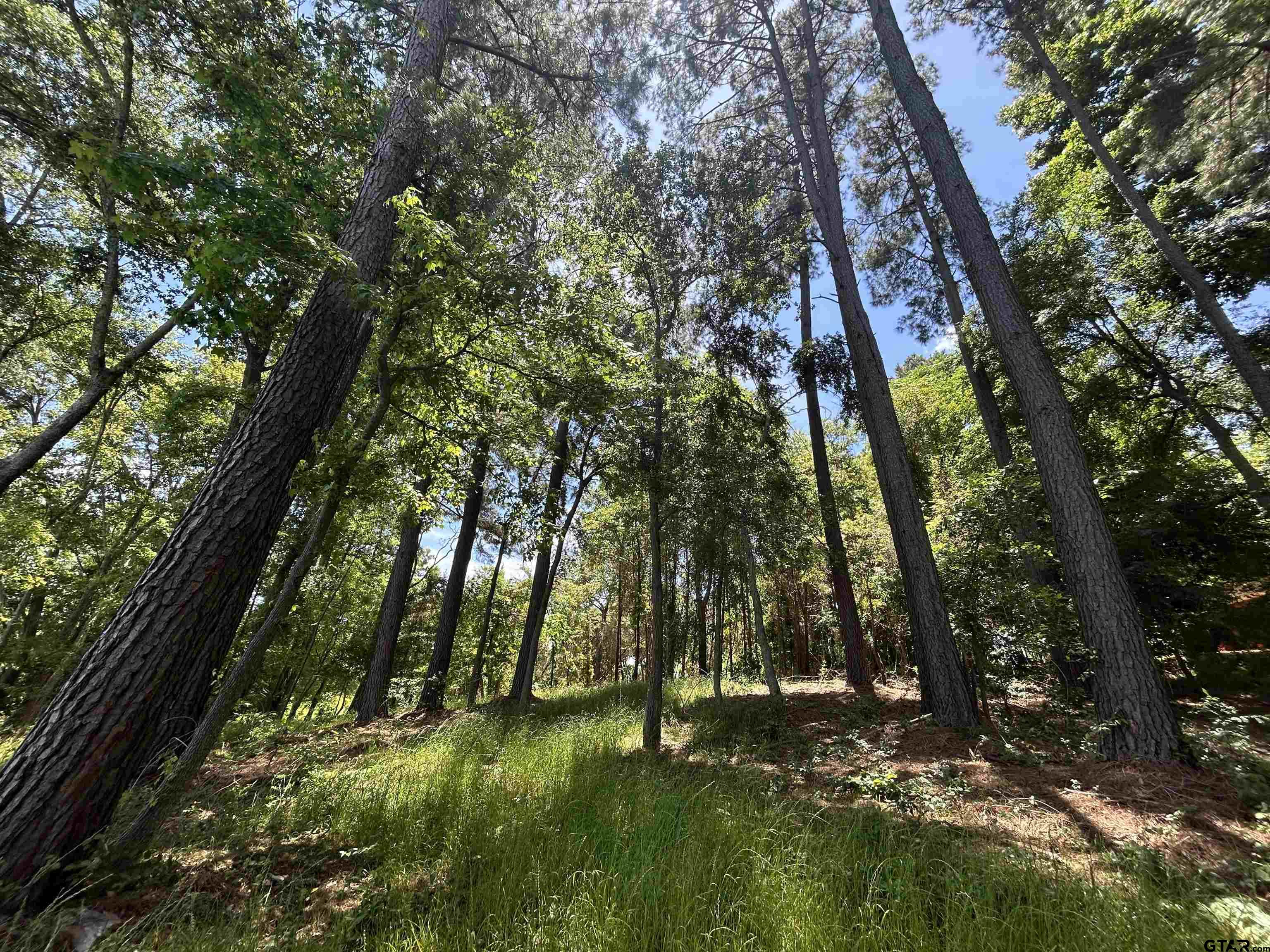 Lot Tr Stevenson Road Frankston, TX 75763 - Photo 28 of 38 a backyard of a building with trees in the background