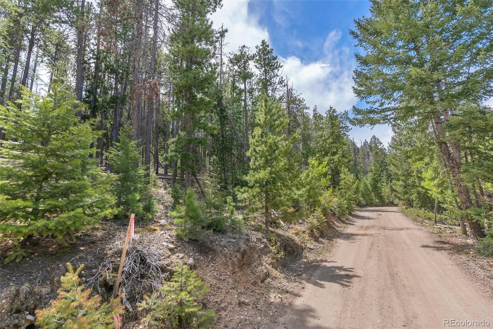 a view of a forest with trees