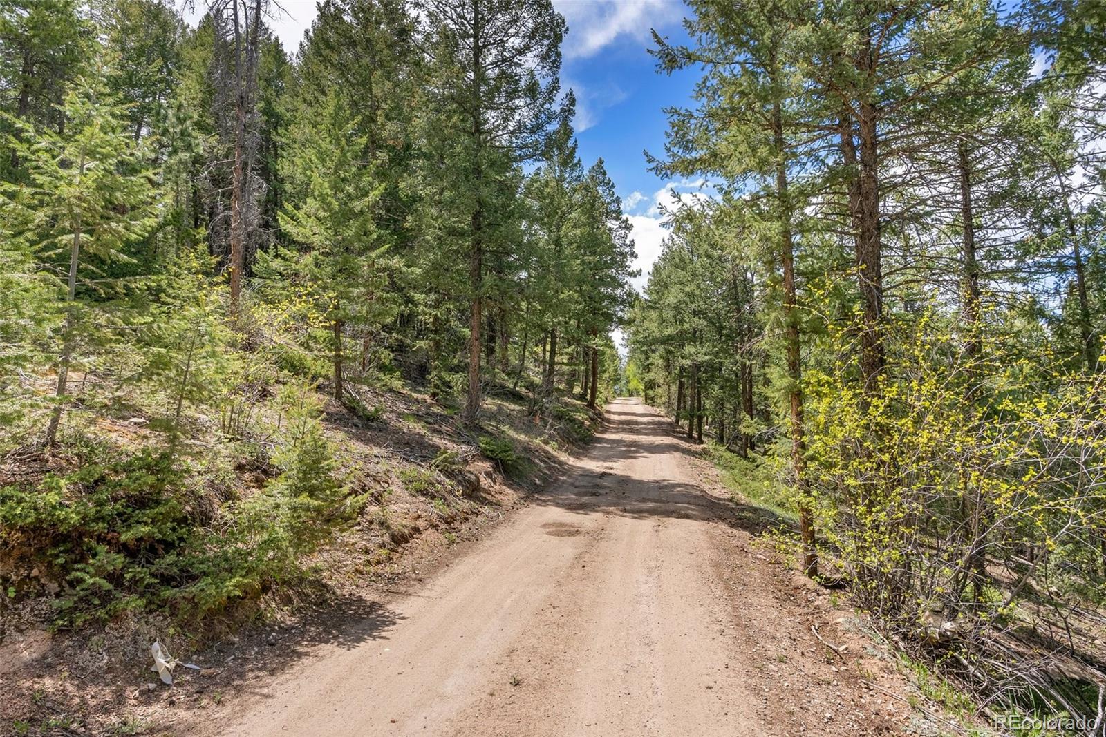 Lost Cabin Trail Evergreen, CO 80439 - Photo 12 of 17 a view of a yard with plants and large trees