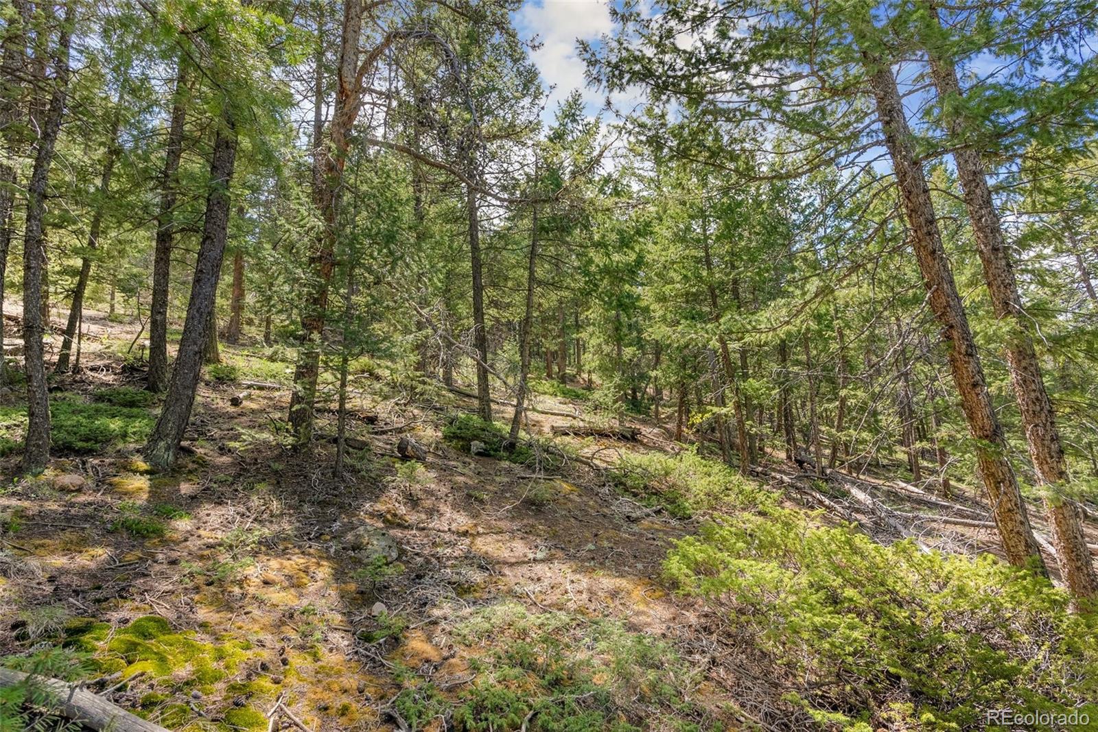Lost Cabin Trail Evergreen, CO 80439 - Photo 13 of 17 a view of a forest with trees in the background