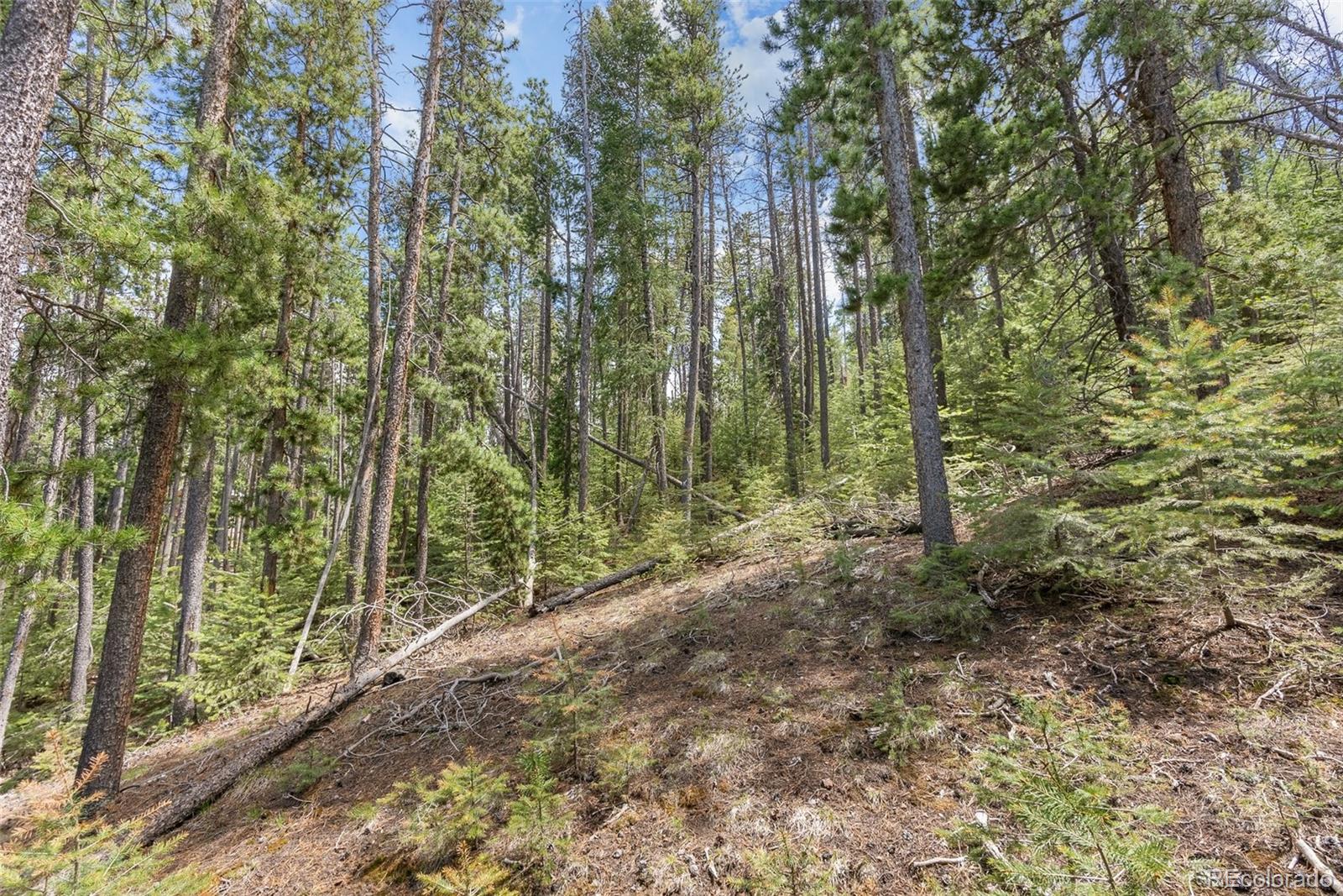 Lost Cabin Trail Evergreen, CO 80439 - Photo 3 of 17 a view of a forest with trees