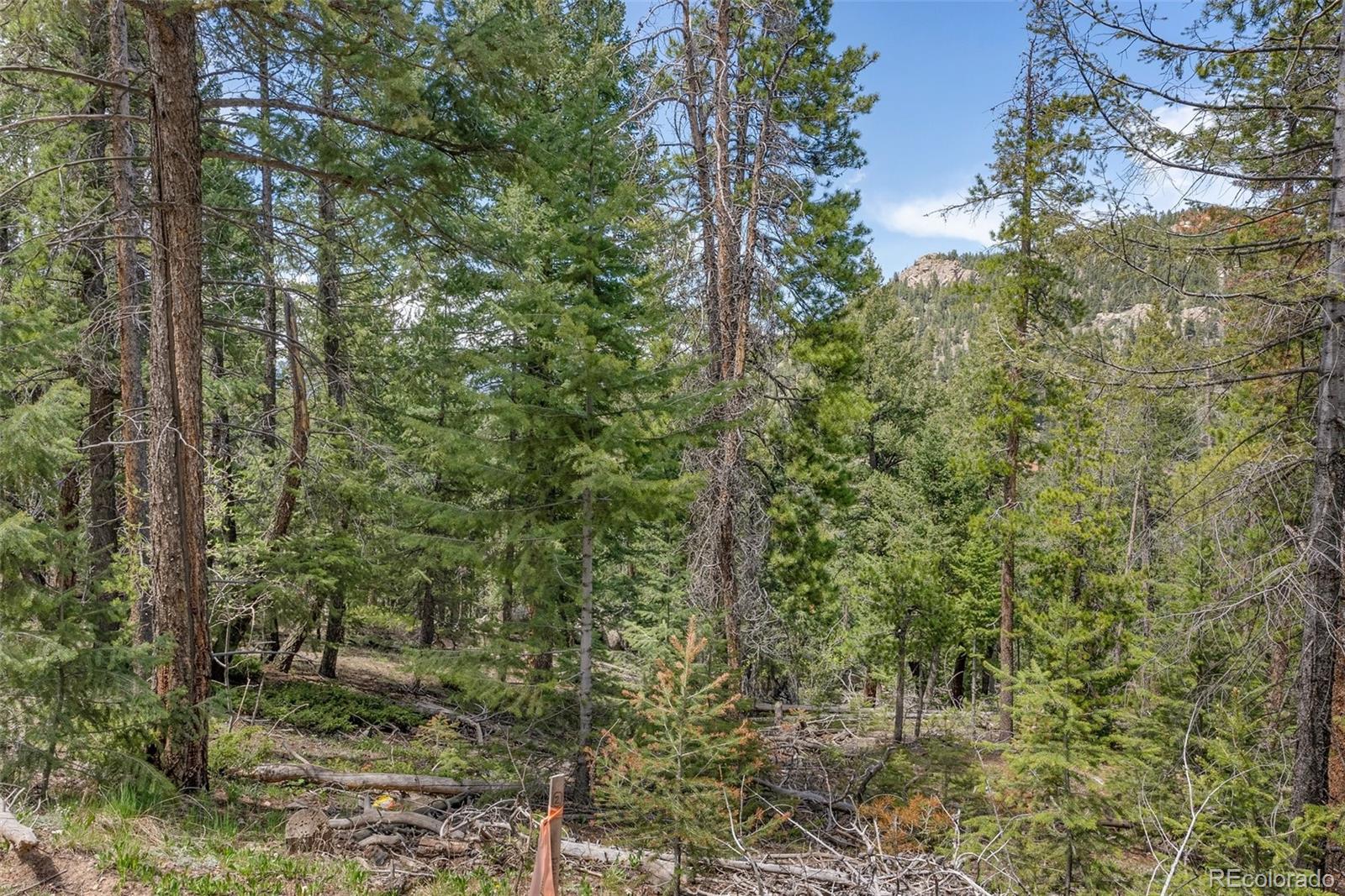 Lost Cabin Trail Evergreen, CO 80439 - Photo 4 of 17 a view of a forest