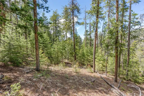 a view of a forest with trees