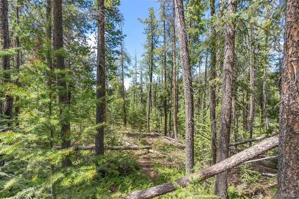 a view of forest