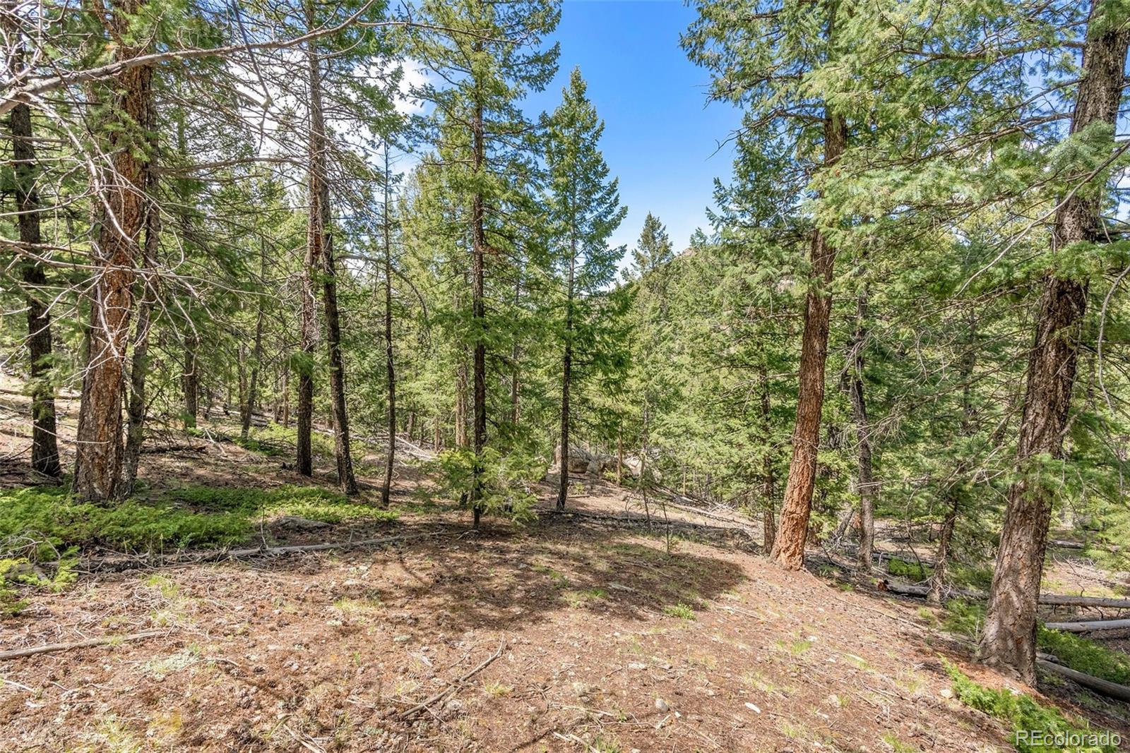 Lost Cabin Trail Evergreen, CO 80439 - Photo 9 of 17 a view of backyard with tree