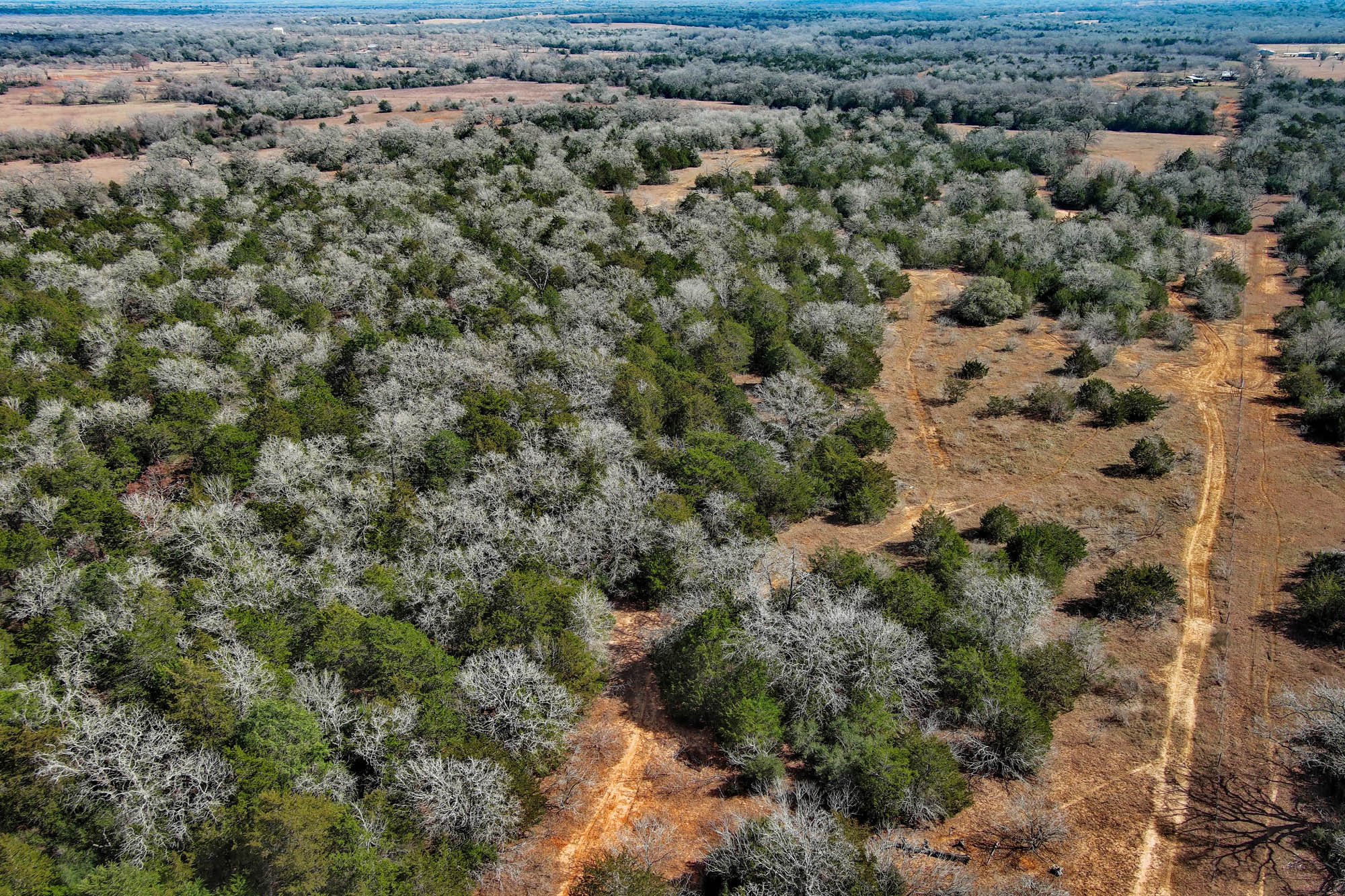 1648 Jeddo Road Rosanky, TX 78953 - Photo 13 of 32 a view of a forest with a street