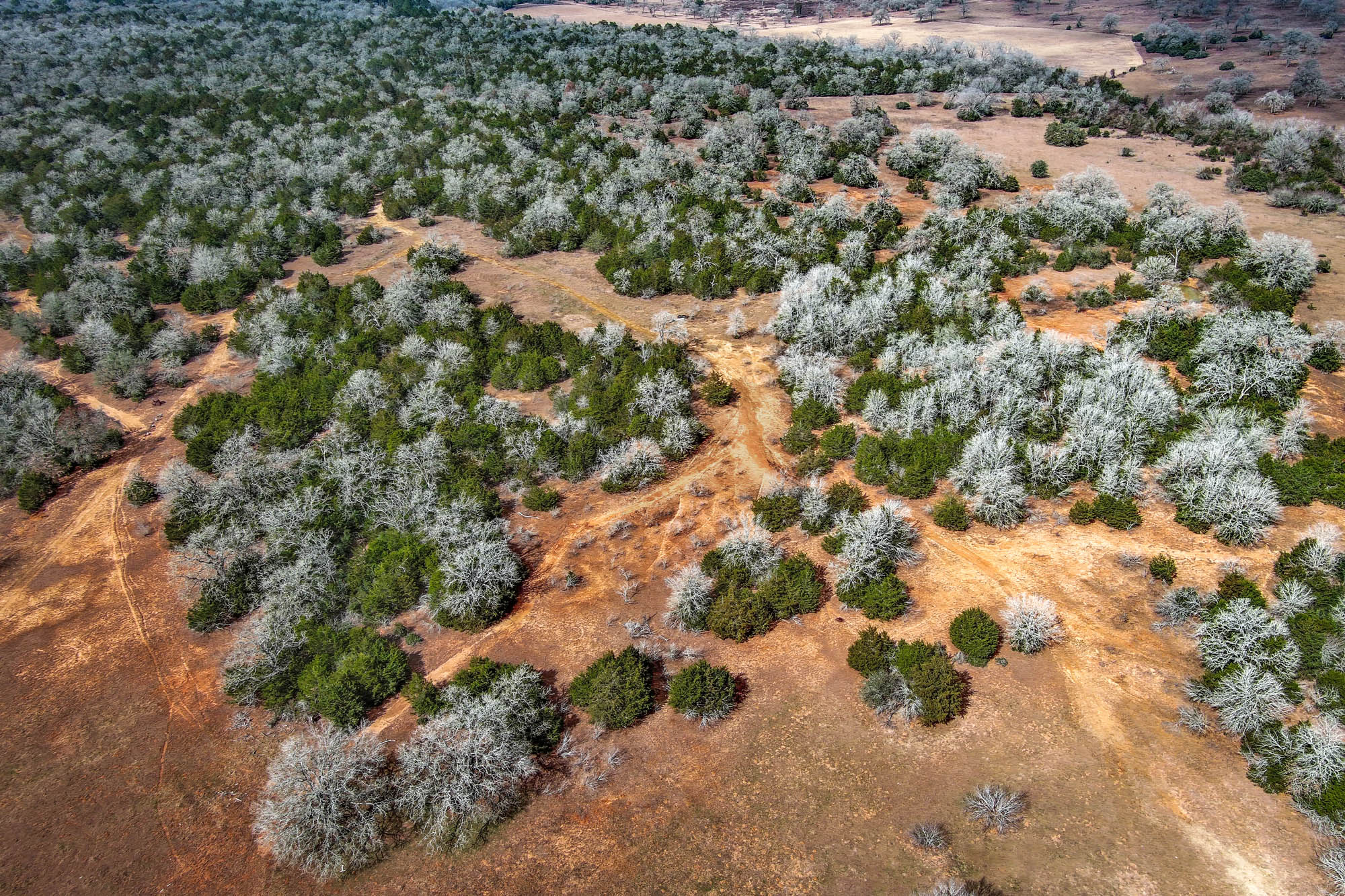 1648 Jeddo Road Rosanky, TX 78953 - Photo 18 of 32 a view of a yard with a tree