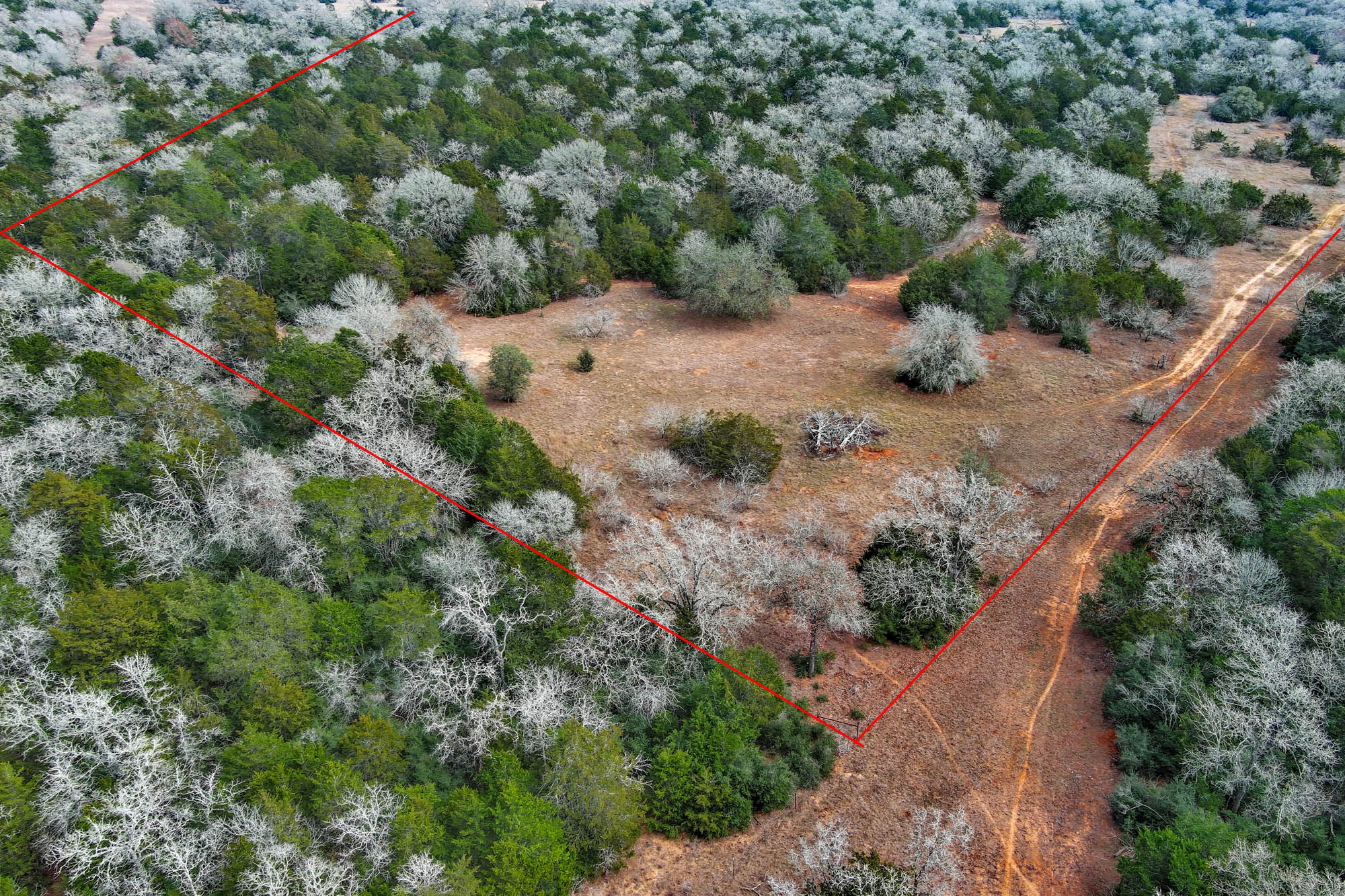 1648 Jeddo Road Rosanky, TX 78953 - Photo 24 of 32 a view of a forest with a tree