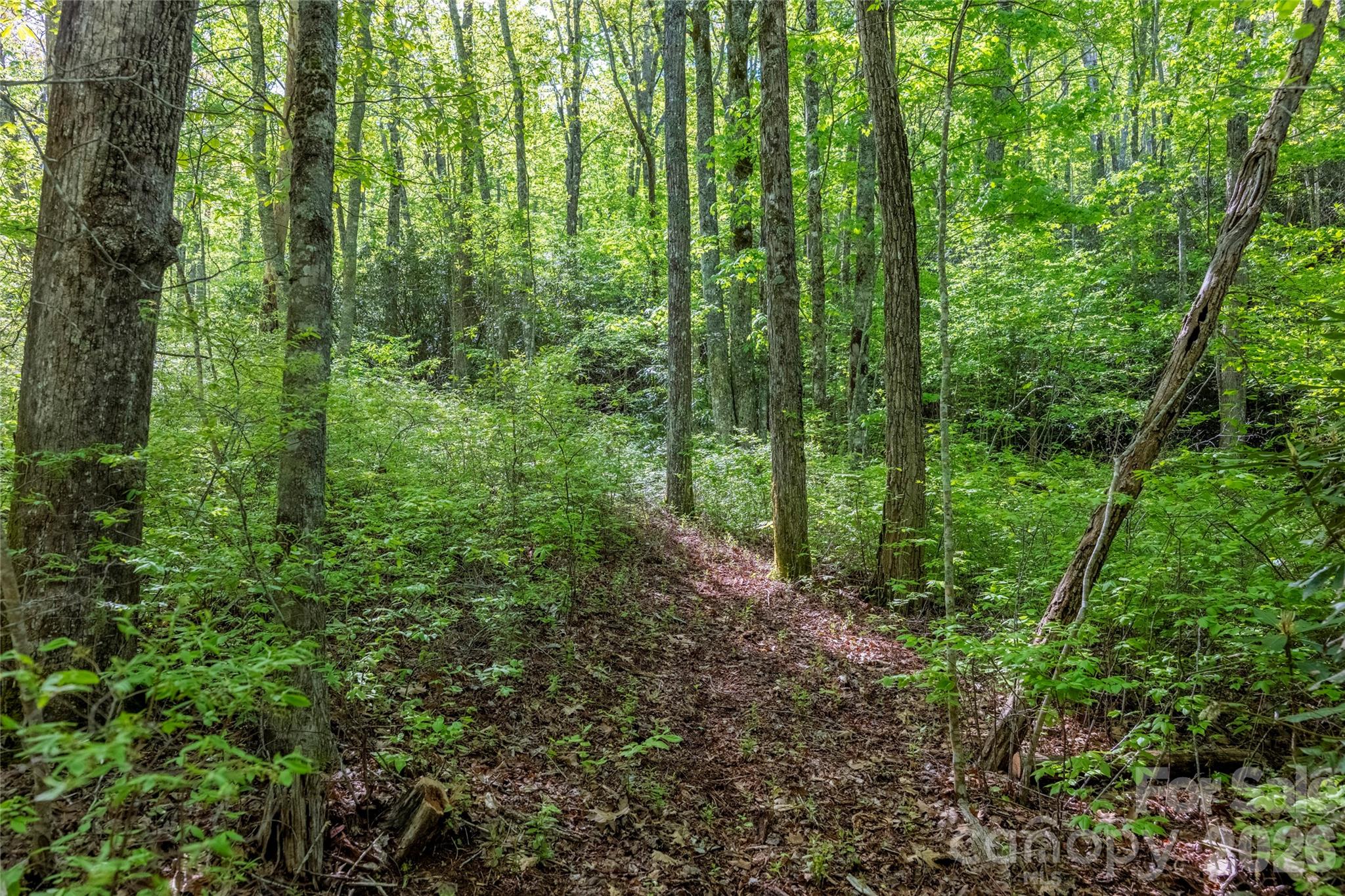 Tbd Long Rdg Road Lake Toxaway, NC 28747 - Photo 4 of 13
