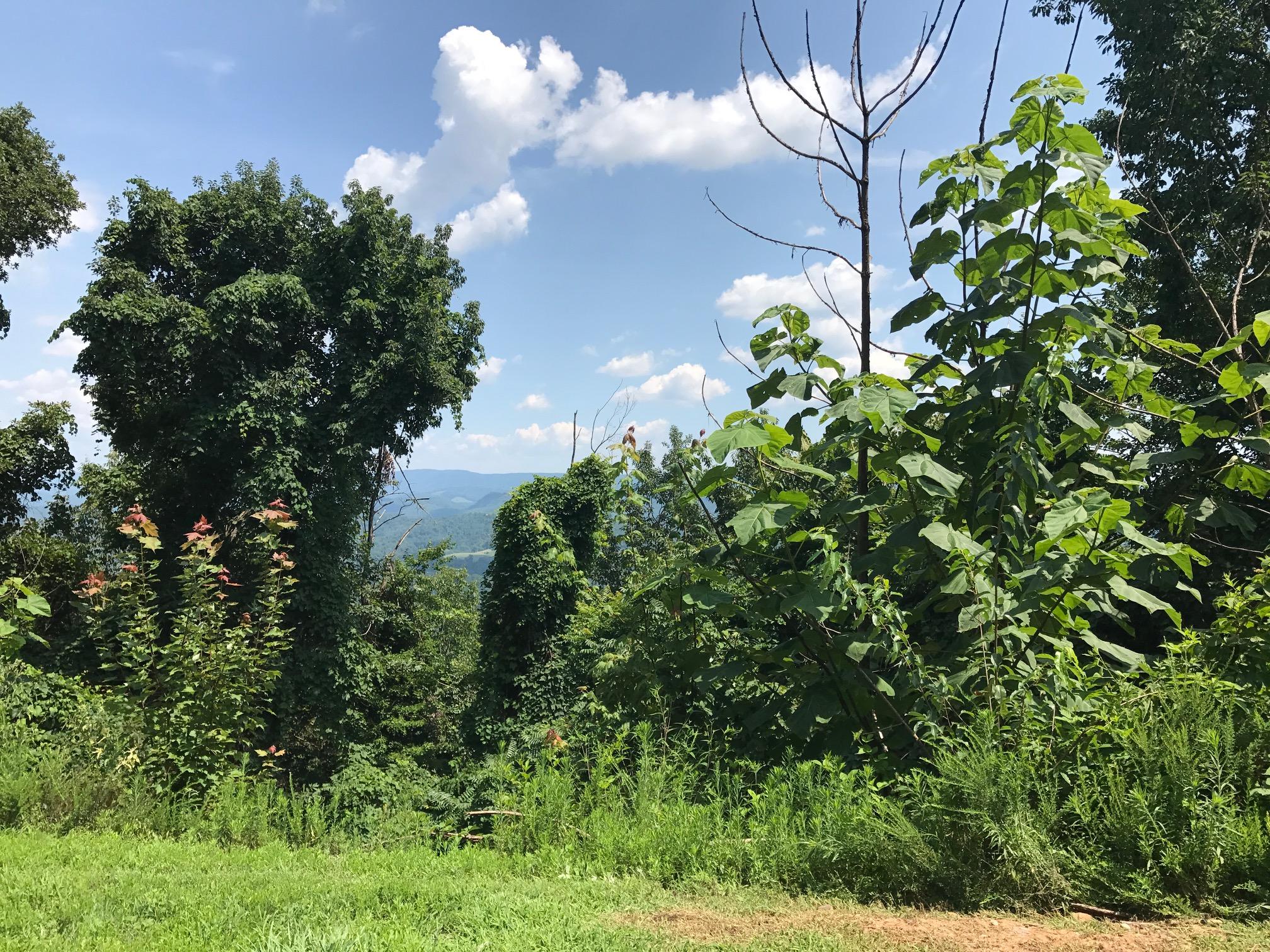 193 Clinch View Road New Tazewell, TN 37825 - Photo 7 of 17 Lot 193 Clinch View, LMS Norris Lake TN