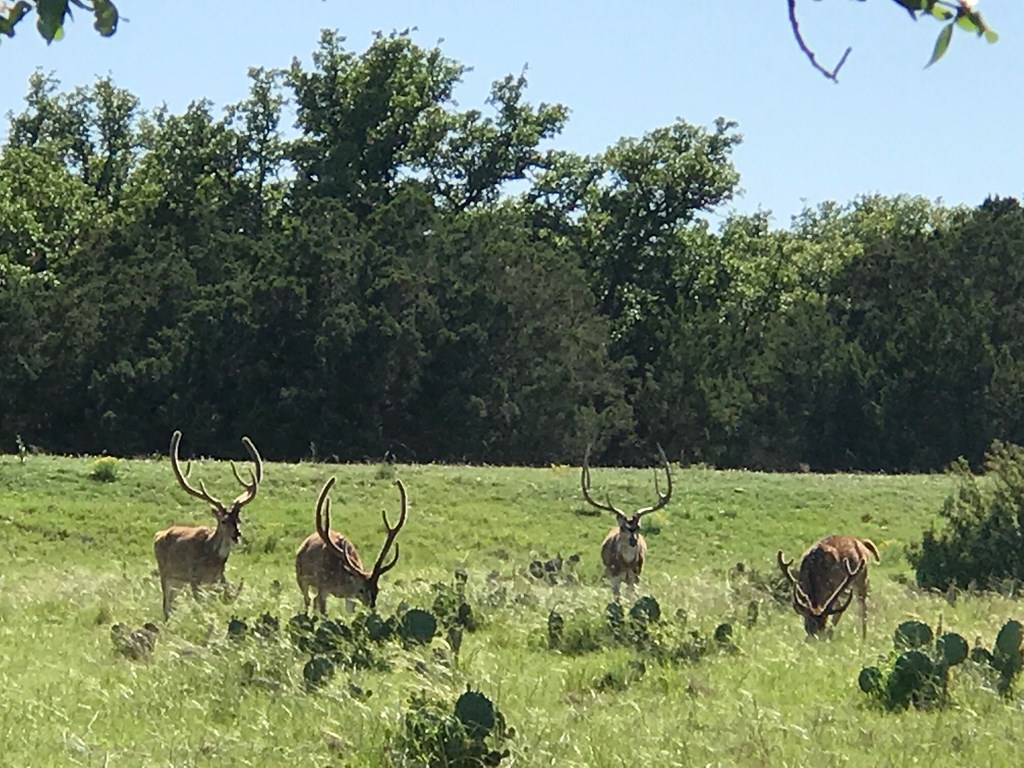 Undisclosed Address Rocksprings, TX 78880 - Photo 14 of 50