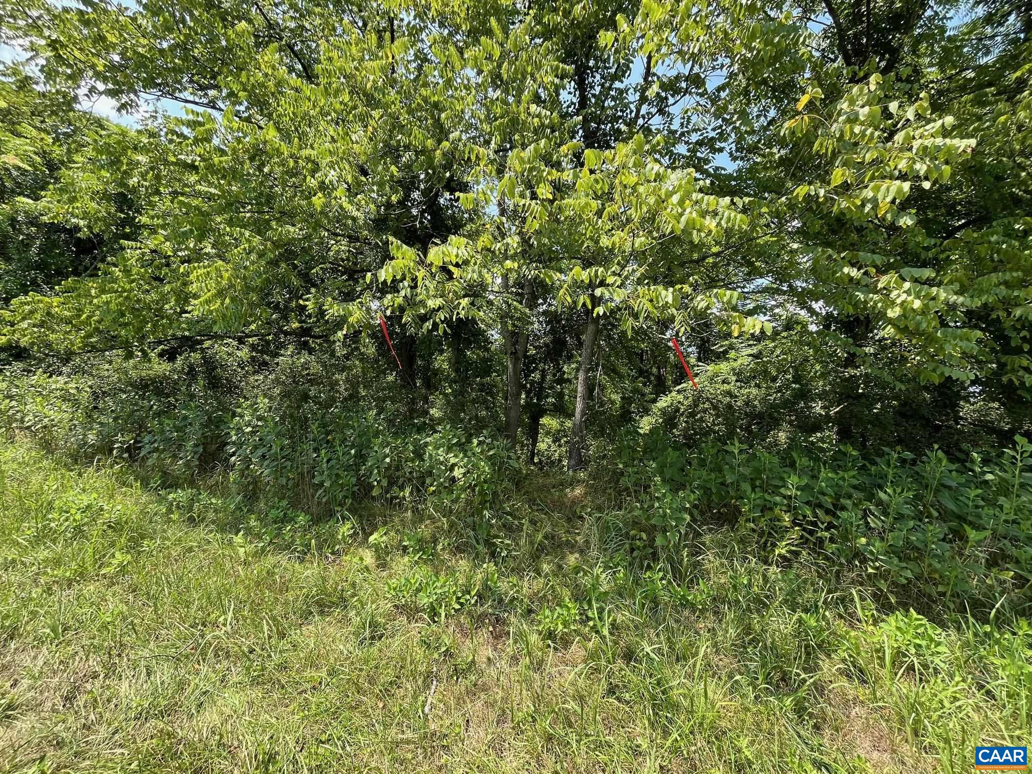 Mountain Road Afton, VA 22920 - Photo 27 of 27 a view of a lush green forest