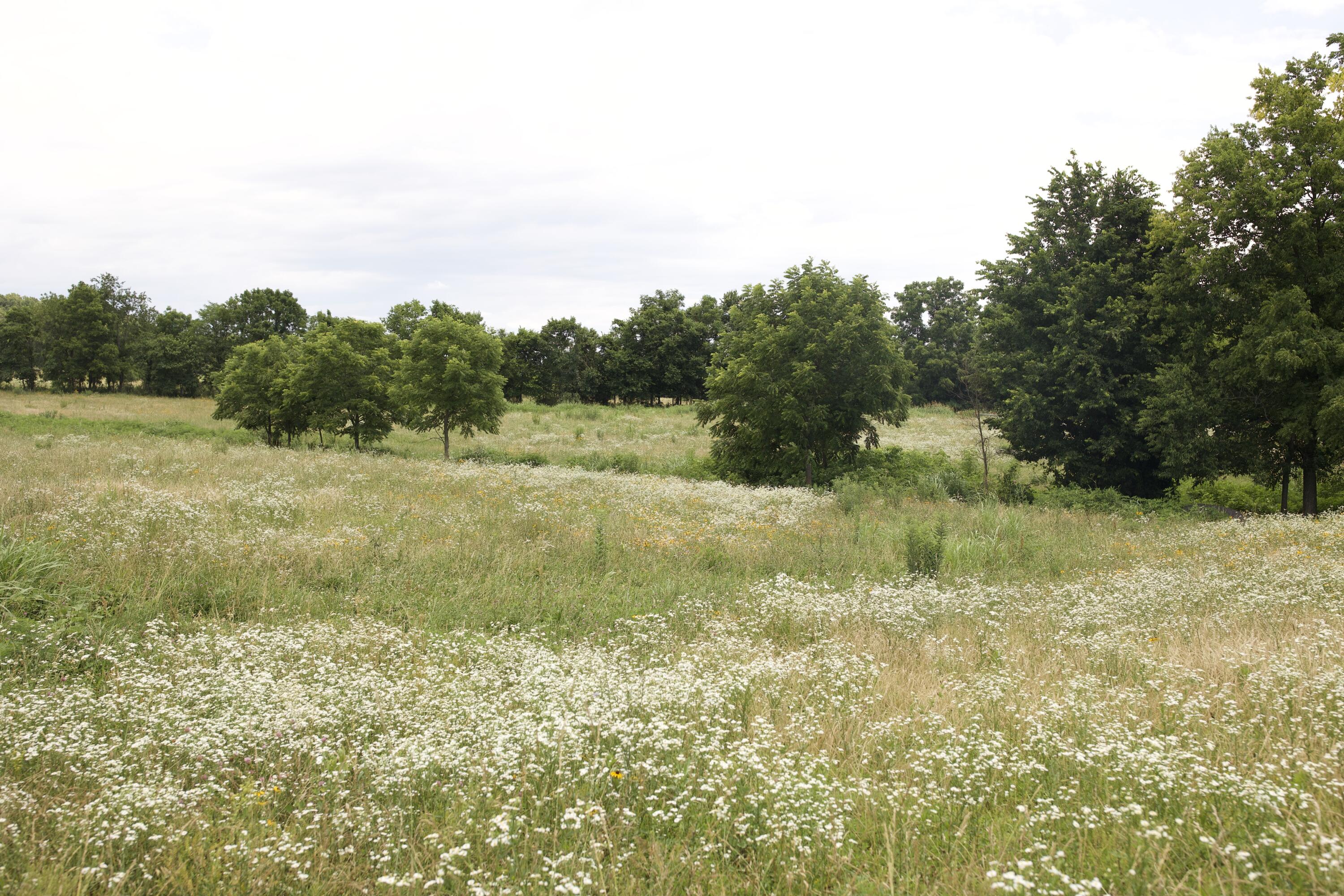 540 Reindeer Road Neosho, MO 64850 - Photo 88 of 125 340A8310 copy