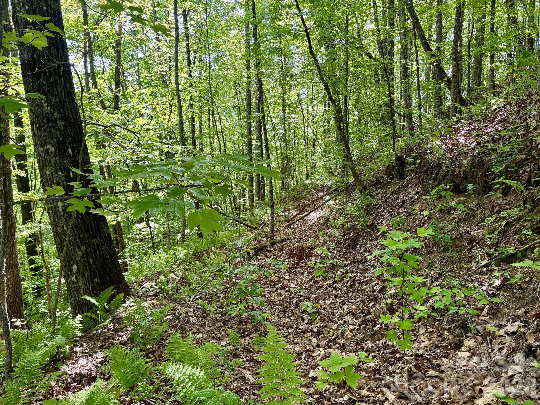 0 Carpenter Road Bryson City, NC 28713 - Photo 20 of 30 Gallery Image 20