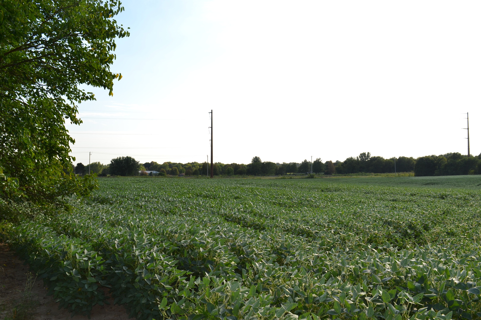 Lot001 Muirhead Road Elgin, IL 60124 - Photo 6 of 9