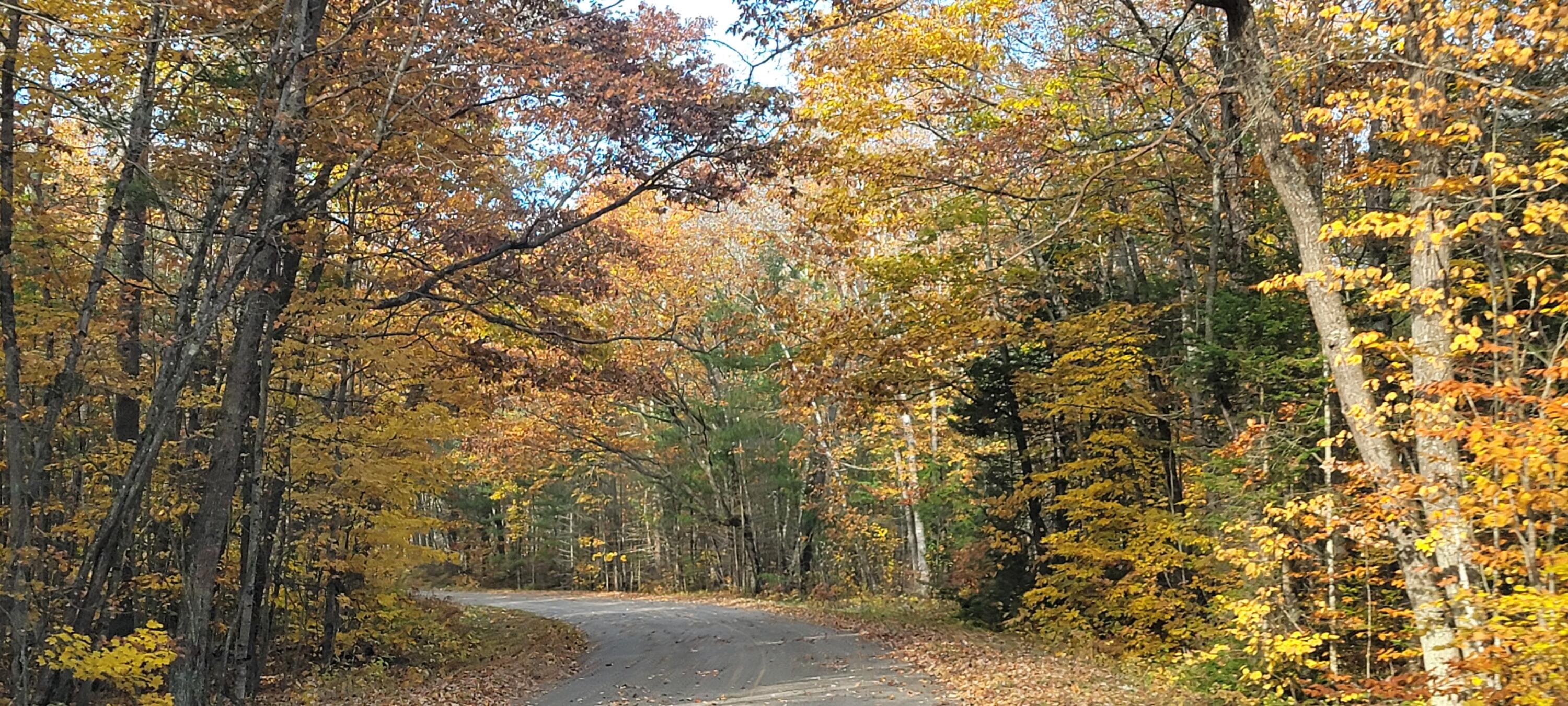 Lot 1 Brevort Camp Road Moran, MI 49760 - Photo 15 of 66 Gallery Image 15