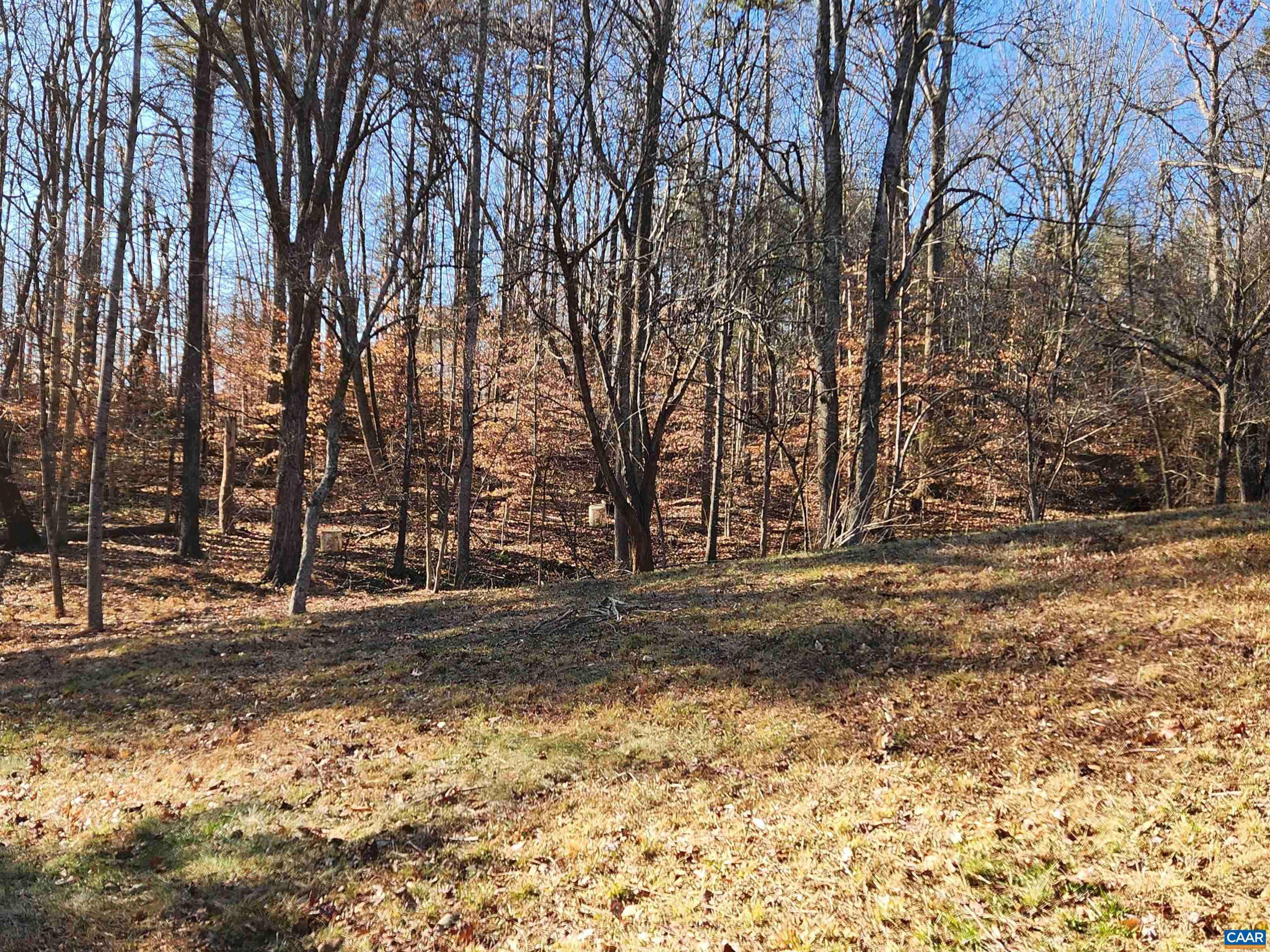 481 Rhodes School Lane Palmyra, VA 22963 - Photo 7 of 34 a view of dirt yard with a large tree