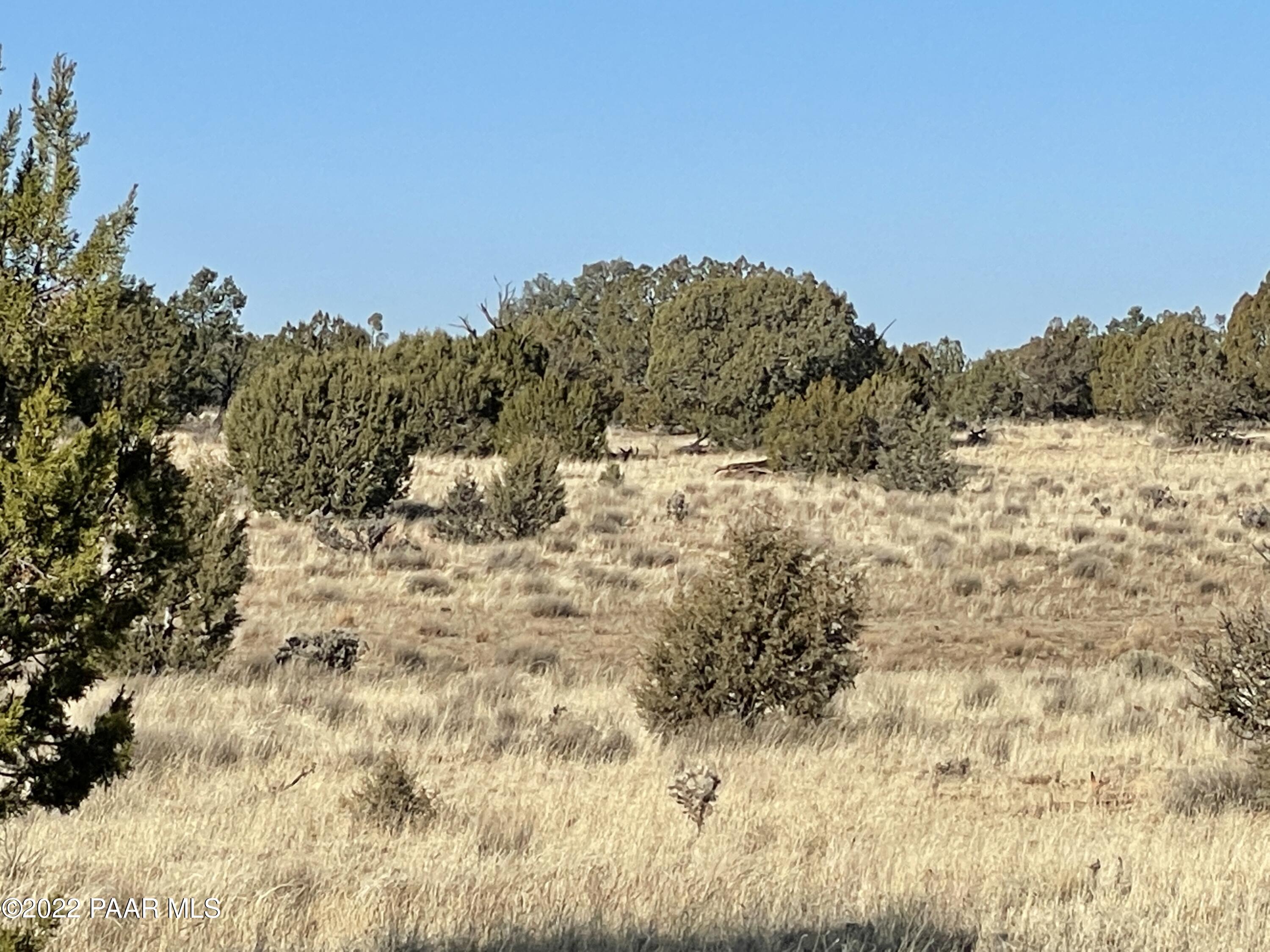 0 Antelope Run Road Seligman, AZ 86337 - Photo 1 of 11 a view of a yard with a snow