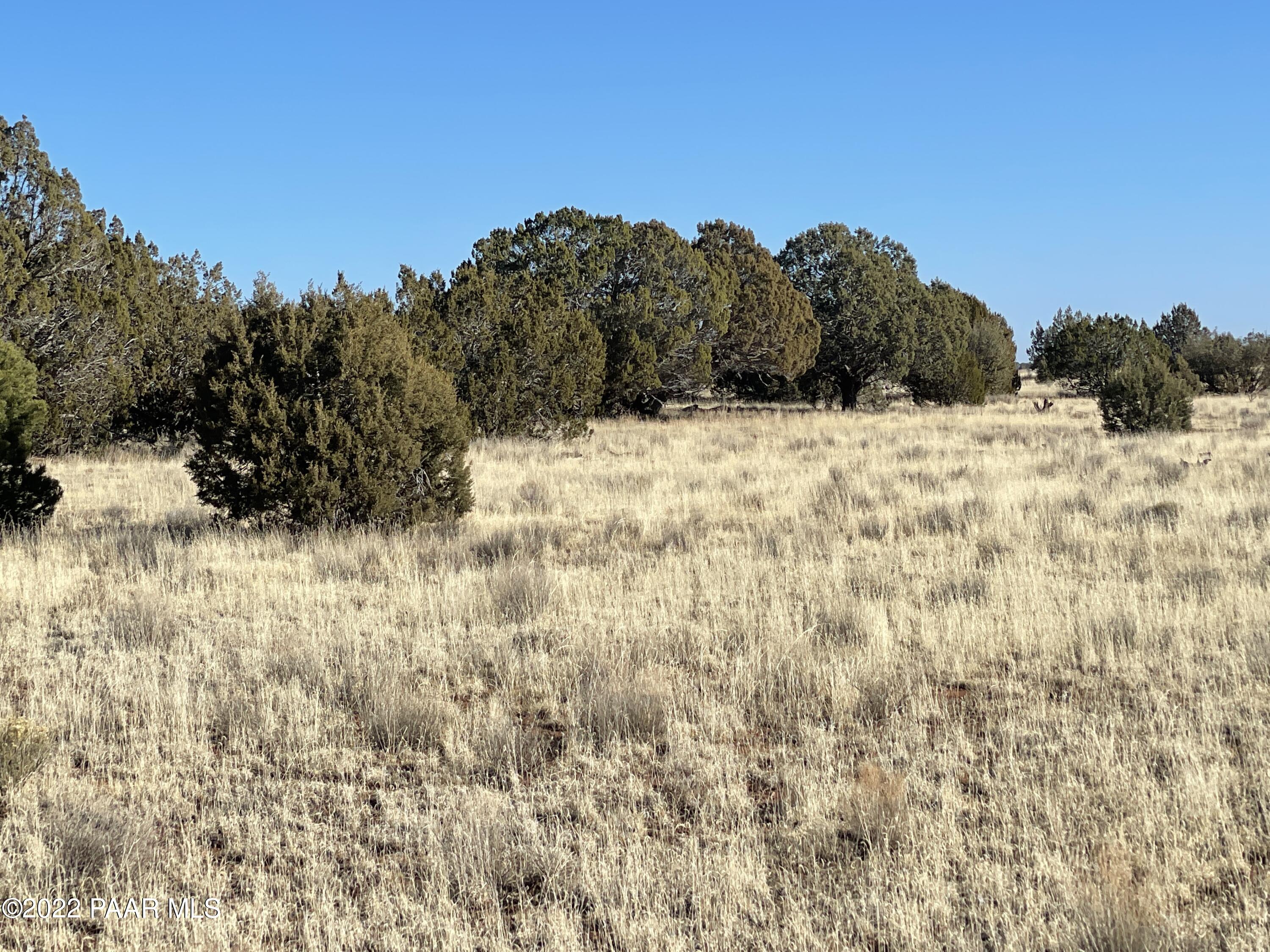 0 Antelope Run Road Seligman, AZ 86337 - Photo 10 of 11 a view of a yard covered with snow in the background