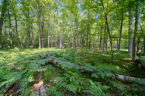 $995,000 | 9670 South County Line Road, Manistee, MI 49660