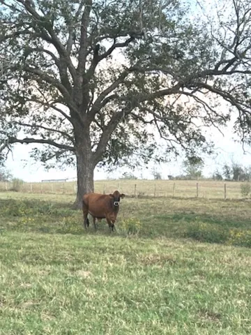 $499,900 | 28-acres Shaws Bend Road, Columbus, TX 78934