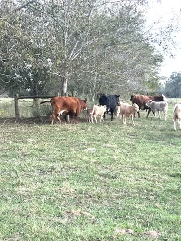 $499,900 | 28-acres Shaws Bend Road, Columbus, TX 78934