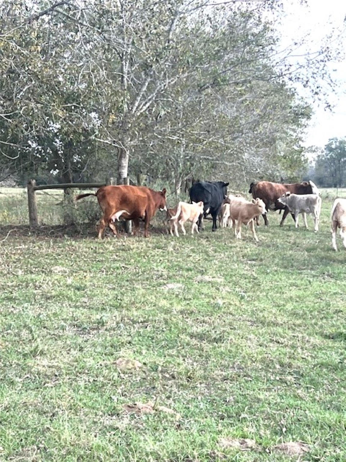 28-acres Shaws Bend Road Columbus, TX 78934 - Photo 7 of 22