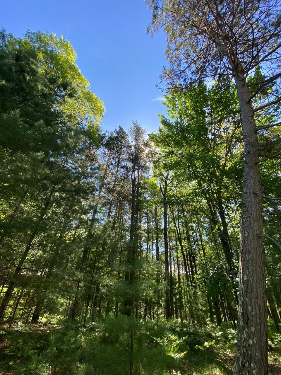 Lot 239 Ridgewood Drive Minocqua, WI 54548 - Photo 4 of 15 Gallery Image 4