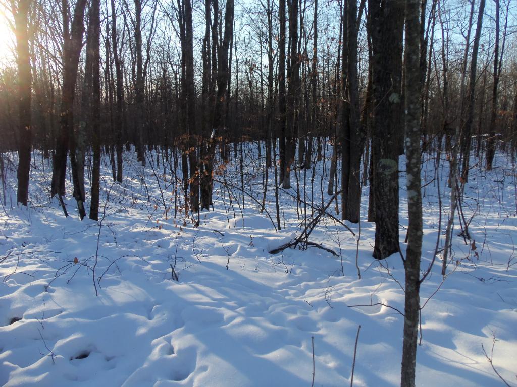 Lot 1 Swanson Road Springbrook, WI 54875 - Photo 1 of 1