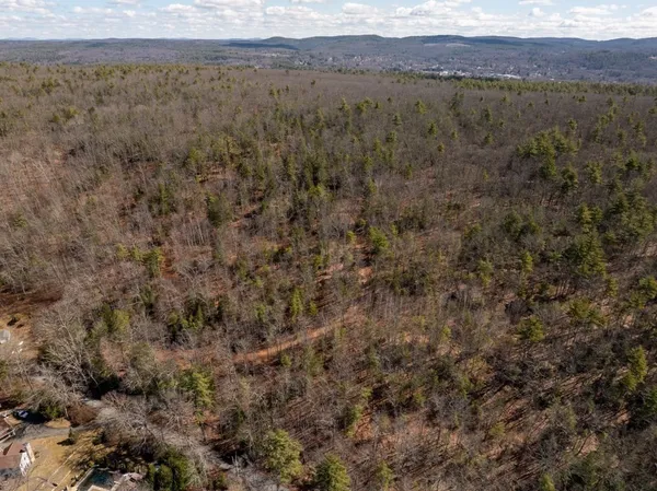 a view of a forest with trees in the background