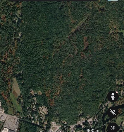 a view of a forest with a tree