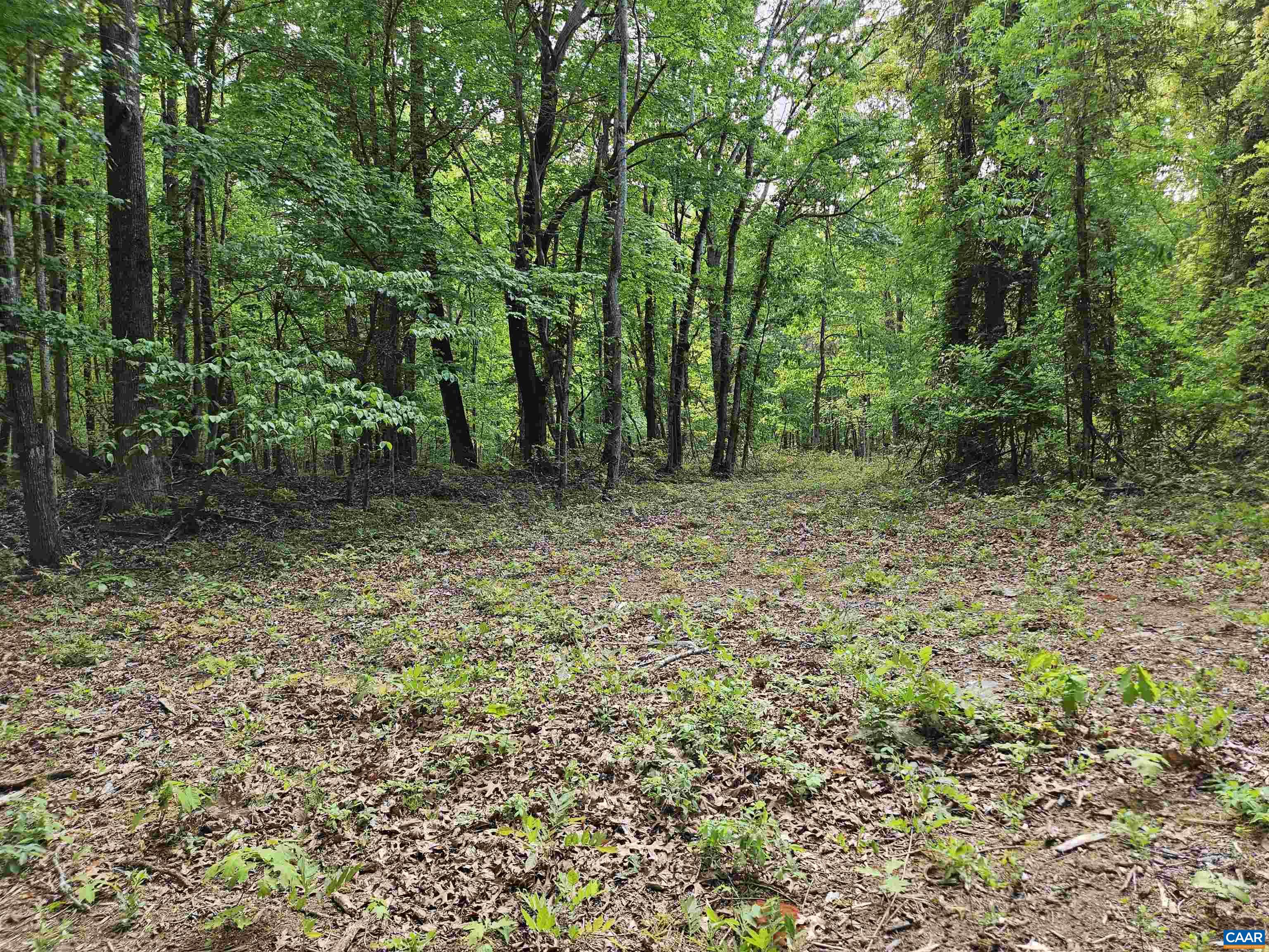 8.65-ac Pond Road Buckingham, VA 23921 - Photo 16 of 23 Gallery Image 16
