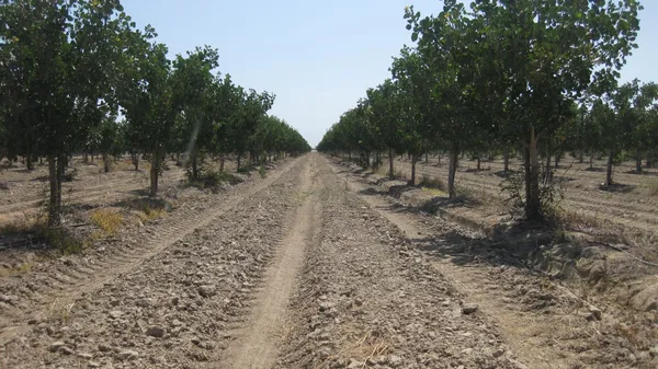 a view of a yard with trees
