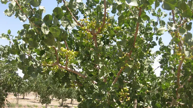 a picture of a rug in a room