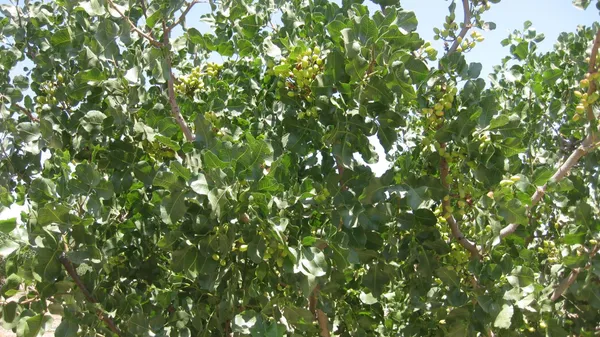 $2,682,297 | 99999 Northeast Ne Corner, Pixley, CA 93256