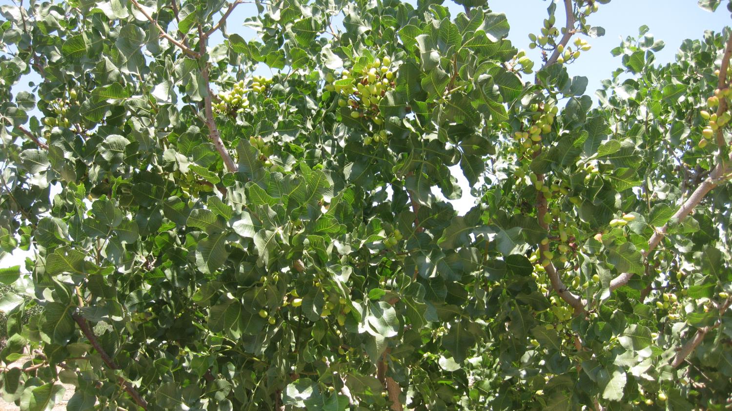 99999 Northeast Ne Corner Pixley, CA 93256 - Photo 18 of 18 a view of a plant