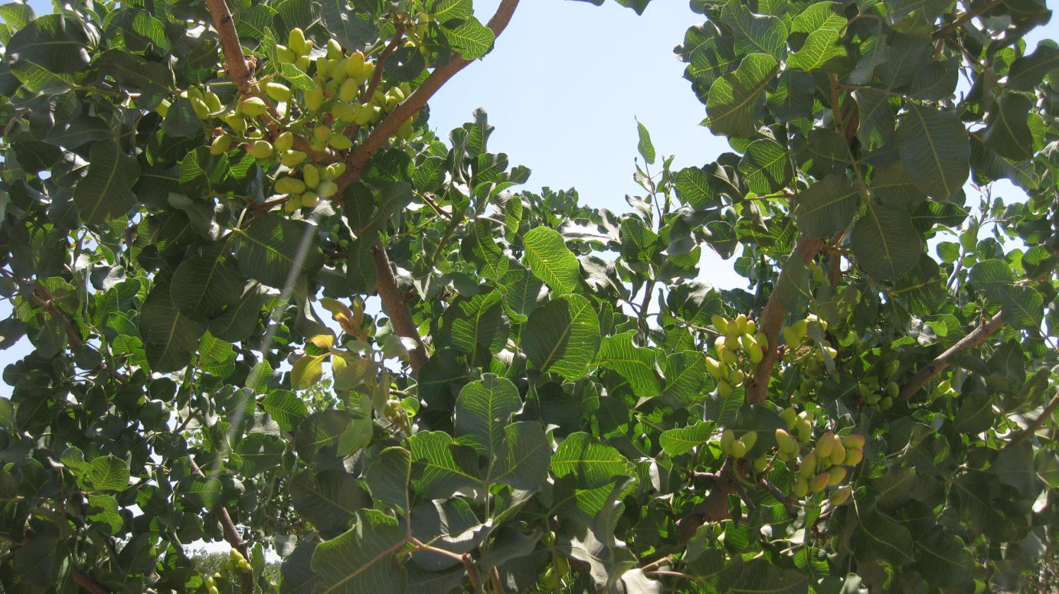 99999 Northeast Ne Corner Pixley, CA 93256 - Photo 4 of 18 a backyard of a house