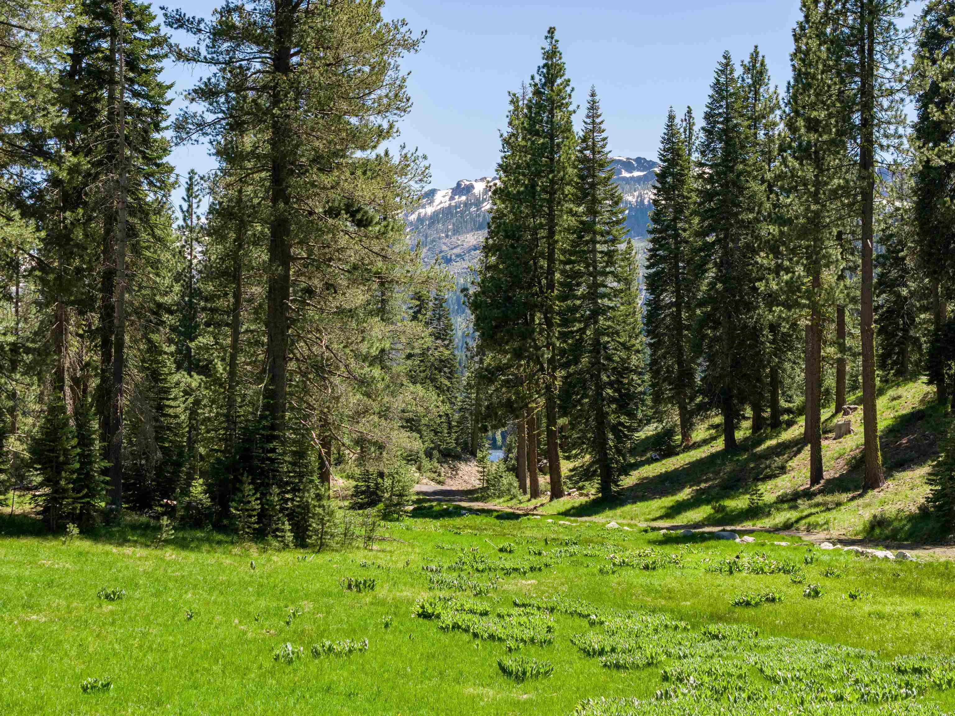 Henness Pass Road Sierra City, CA 96125 - Photo 7 of 28