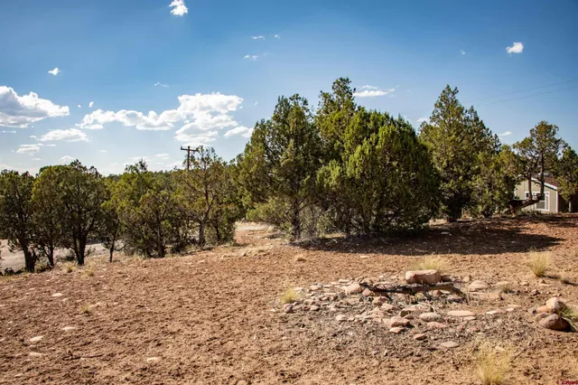 a view of a tree in a yard